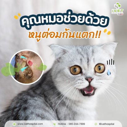 คุณหมอช่วยด้วย หนูต่อมก้นแตก !!